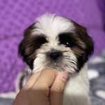 Suczka Jessica shih tzu Zkwp