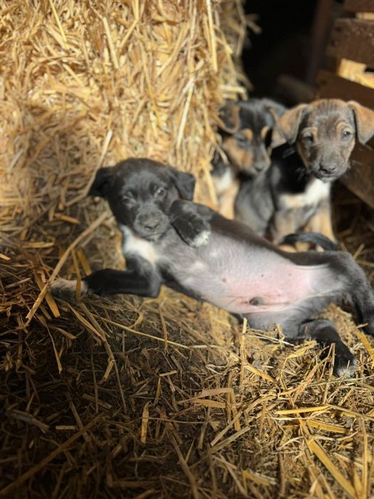Oddam szczeniaki w dobre ręce (pieski)