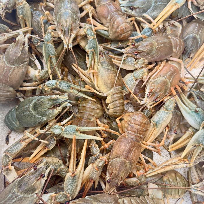 Раки живі від рибака