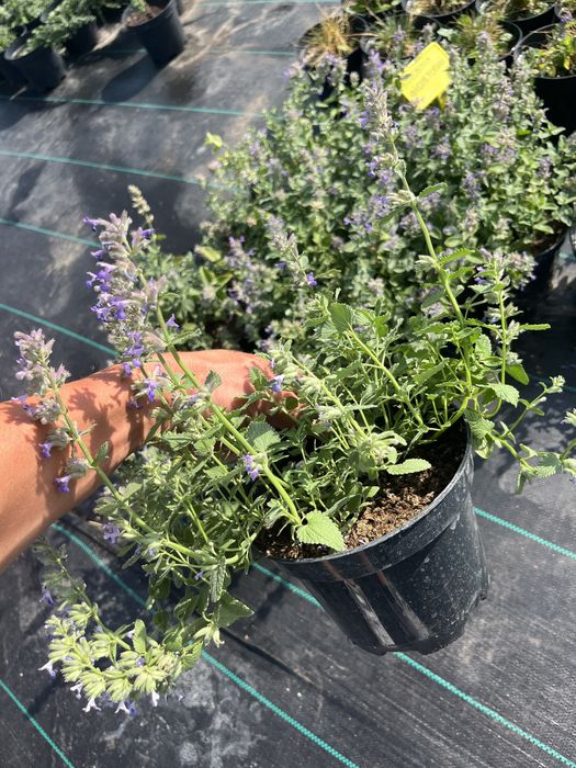 Продам котовник фіолетовий, котяча мята, багаторічник  на осмокоті!