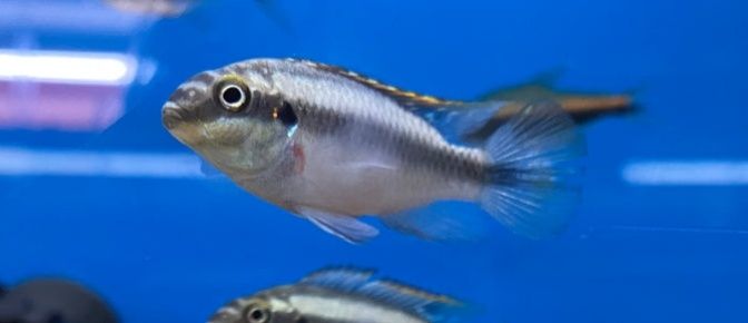 Kribesis pelvocachromis criação nacional