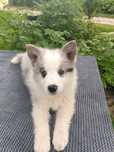 Border Collie / ZKwP/ blue merle pies