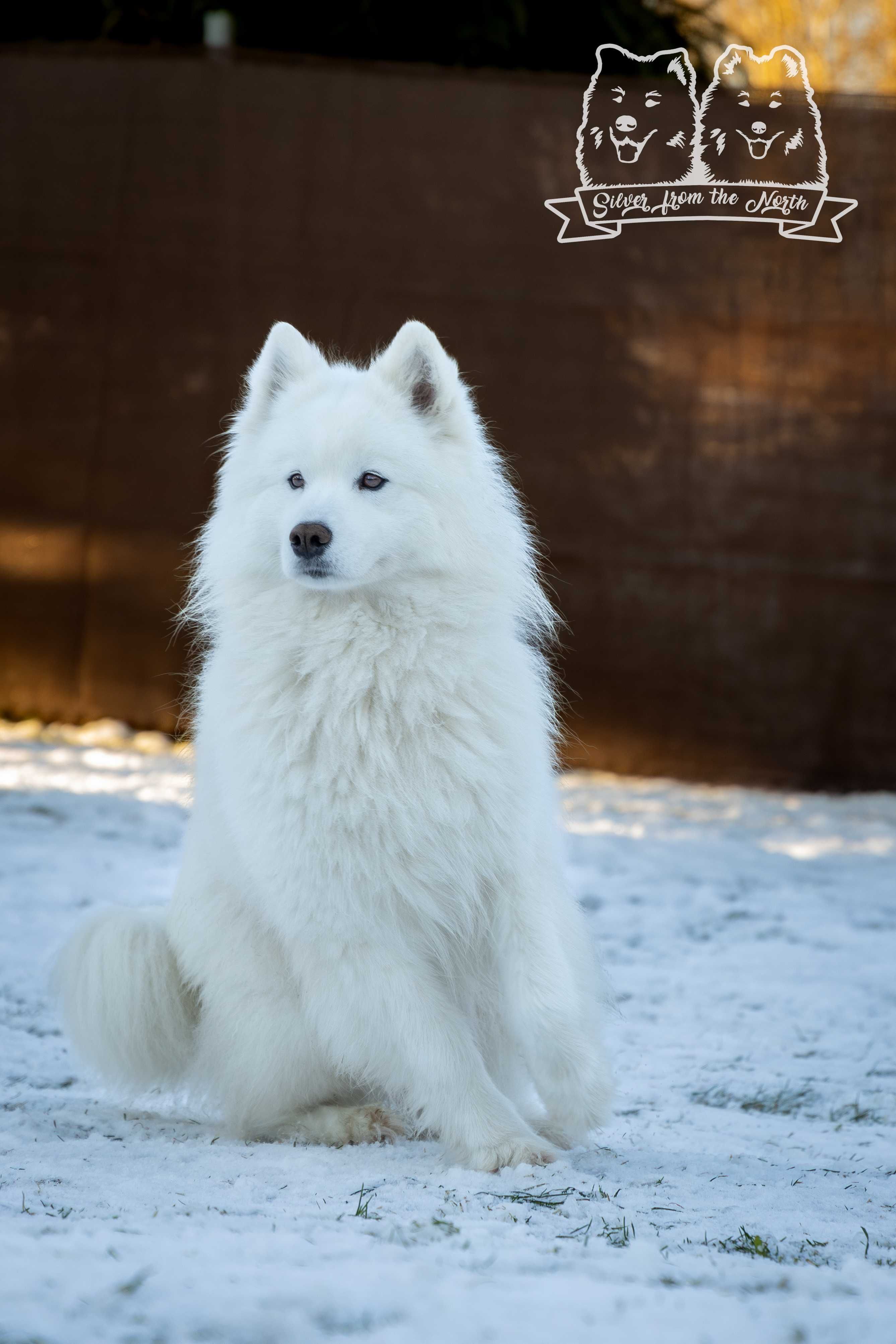 Szczenię Samoyed ZKWP FCI