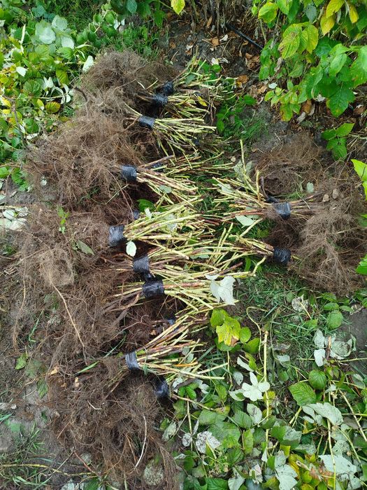 Саджанці малини полана, мапема, енросадіра