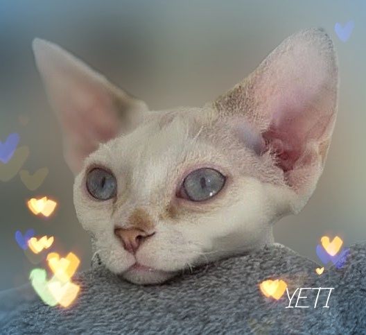 Devon rex Yeti - biały przystojniak