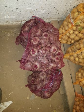 Buraczki ćwikłowe czerwone (od 100 kg 2 zł kg )