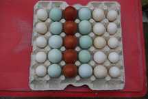 Legbar Cream , Marans , Jaja Lęgowe