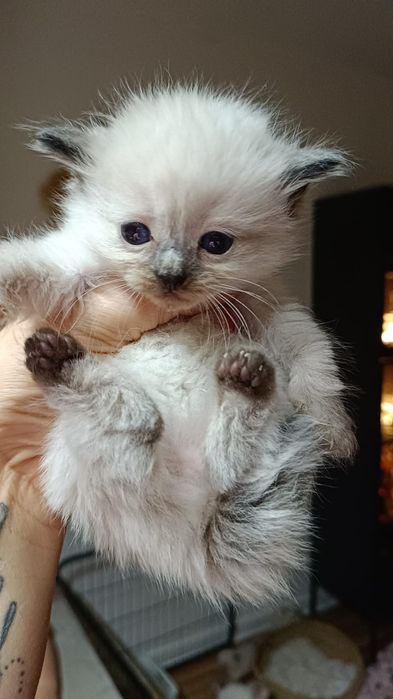 Ragdoll kotka seal mitted