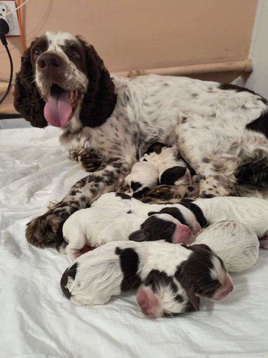 Springer Spaniel Angielski (ZKwP, FCI)