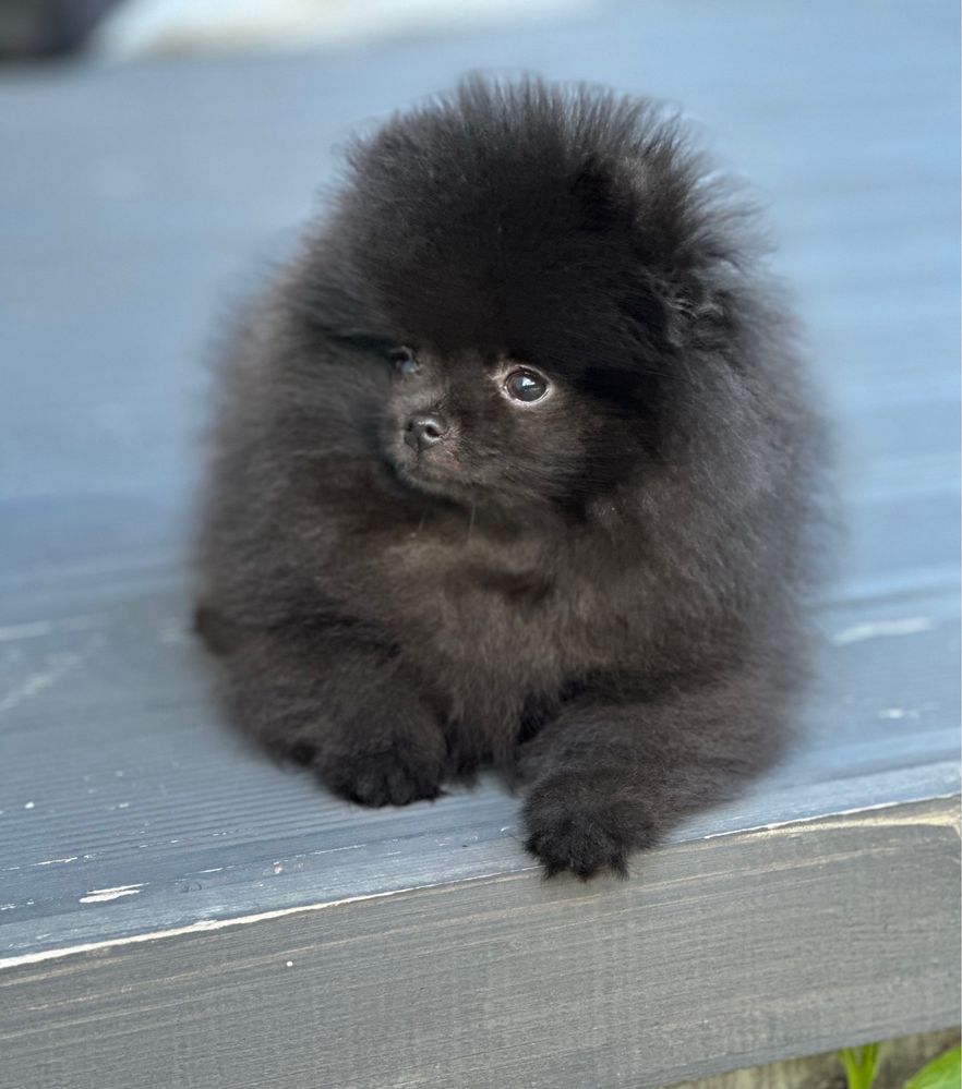 Szpic miniaturowy/Pomeranian