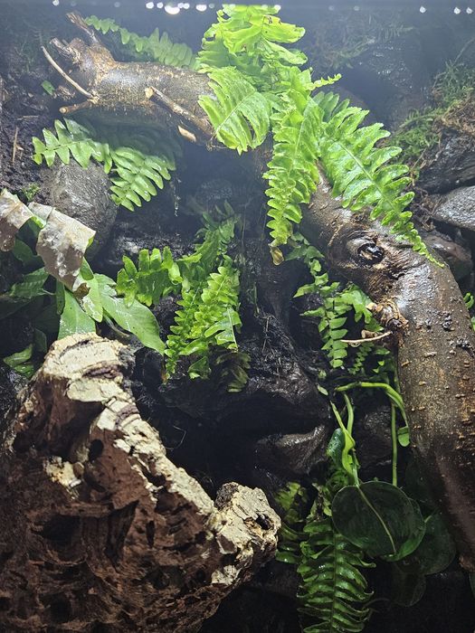 Terrarium tropikalne 60x40x100 powiększona wentylacja kameleon