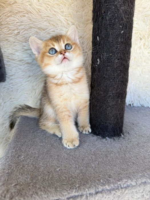 Macho British golden