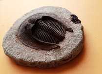 Trylobit Harpes.