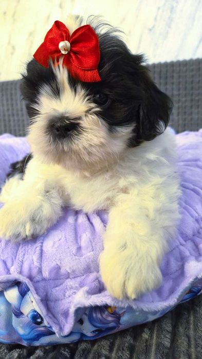 Olaf piesek Shih tzu gotowy do zmiany domku