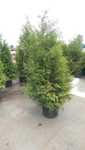 Tuja brabant 80 100, 120 140, 150 160 do 300cm Wys gratis FV Szczecin