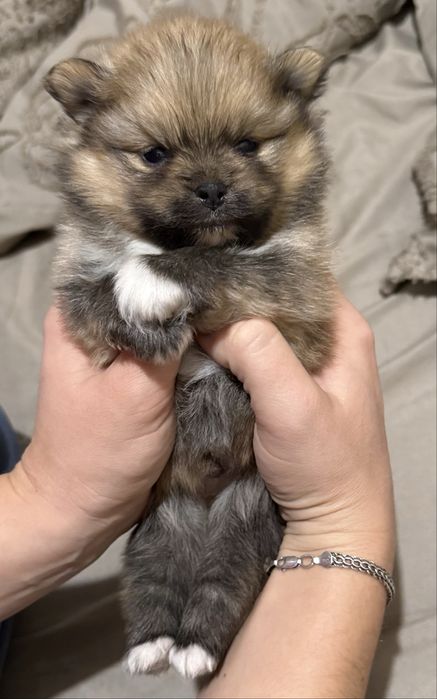 Померанський шпіц