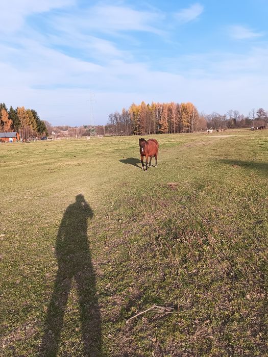 klacz malopolska