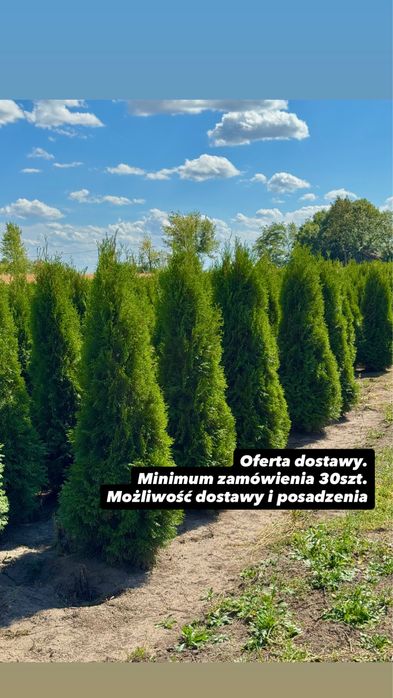 Gęsta Tuja Szmaragd 160-170cm Dostawa Sadzenie Producent