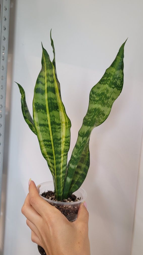 Sansevieria Futura America var