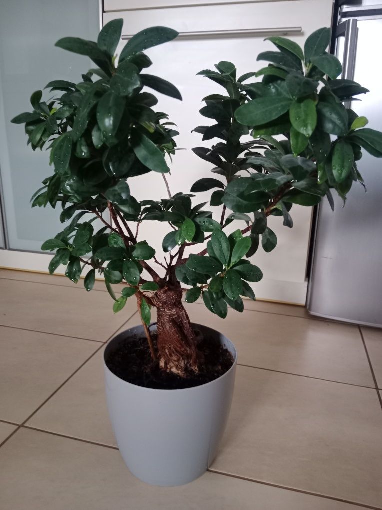 Drzewko bonsai 10 letnie