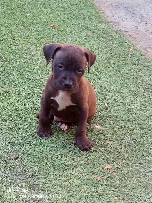 Цуценята пітбуля та амстафа