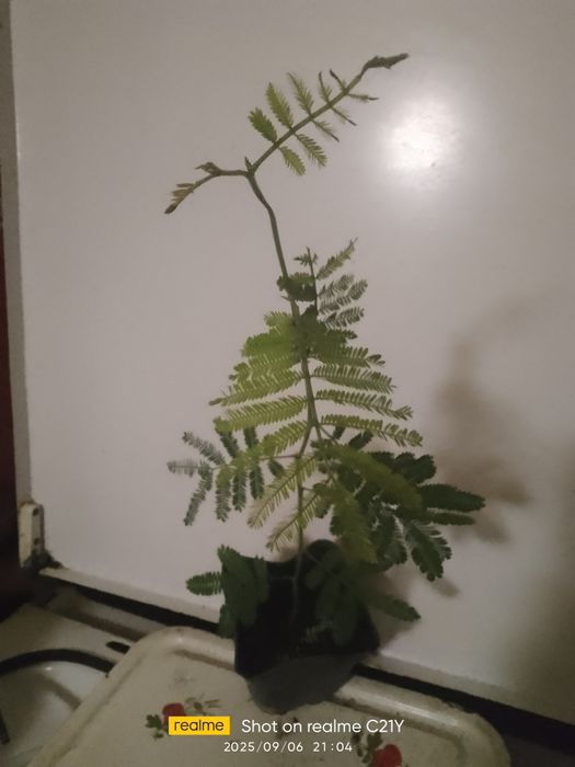 Мімоза жовта, тілландсія атмосферна,турея,олеандр, стреліція ,шефлера