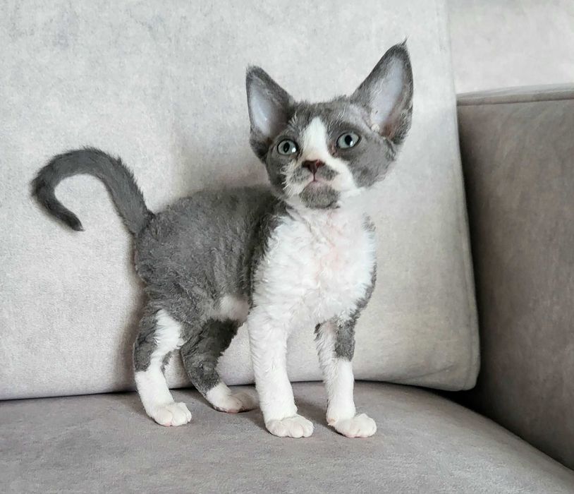 Dziewczynka devon rex gotowa na zmianę domu FPL