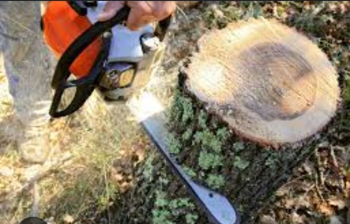 Спил деревьев уборка веток