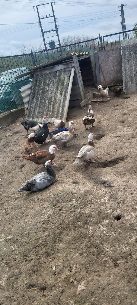 Jaja lęgowe kaczek francuskich piżmowych Wysyłka