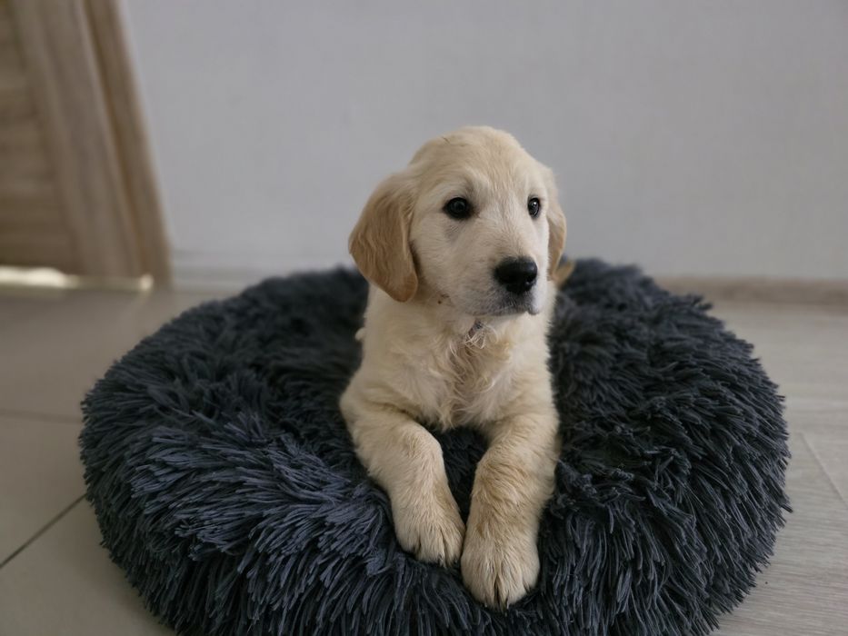 Golden Retriever piesek metryka do odbioru chip szczeniak