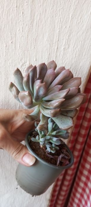 Суккуленты, ехеверии, крассулы