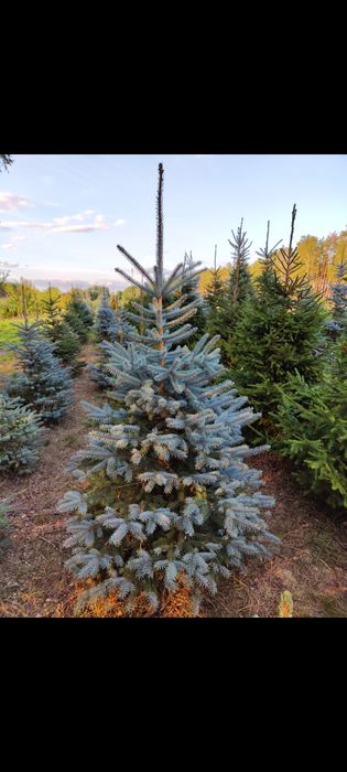 Choinki, jodła kaukaska, świerk srebrny, Cięte i w donicach