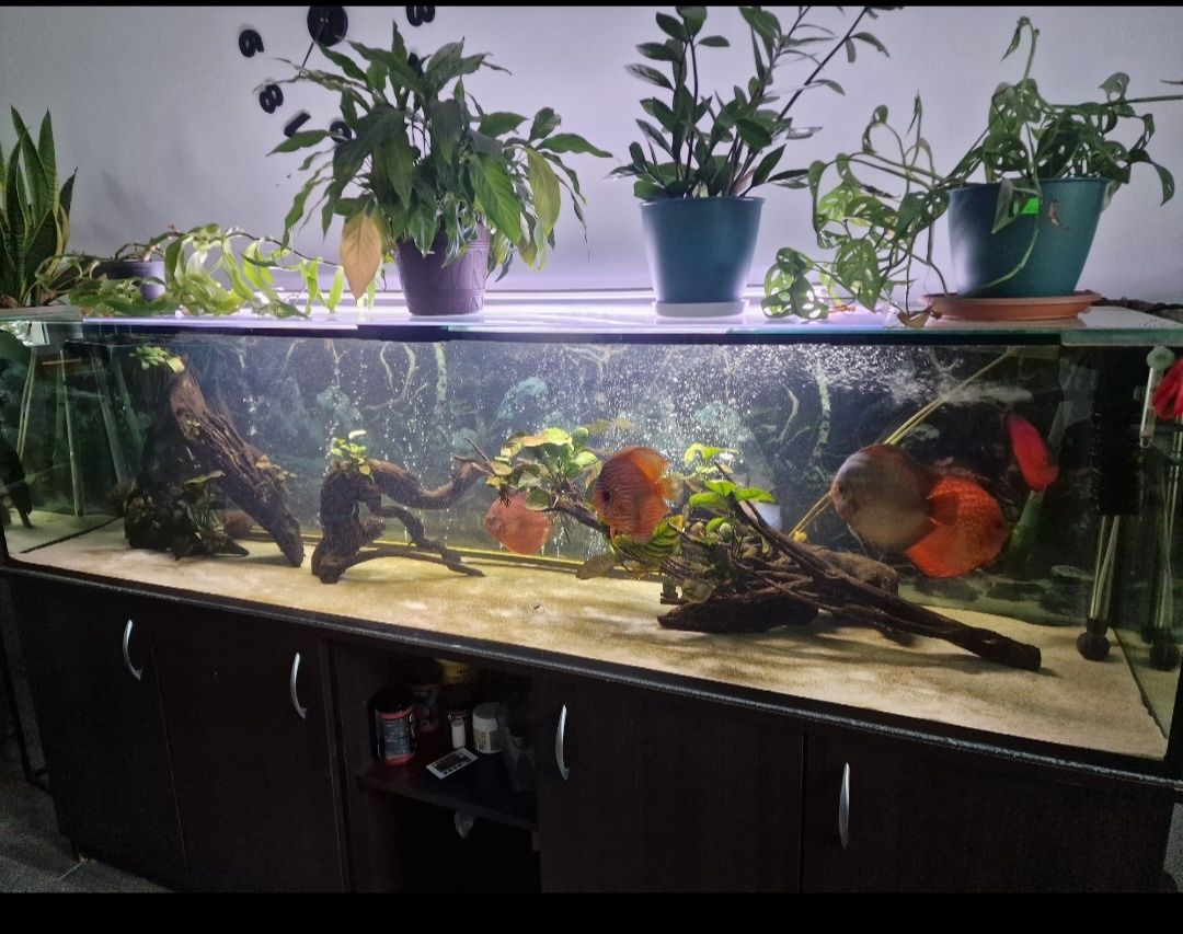 Akwarium 500 l wraz z szafką i całym osprzętem