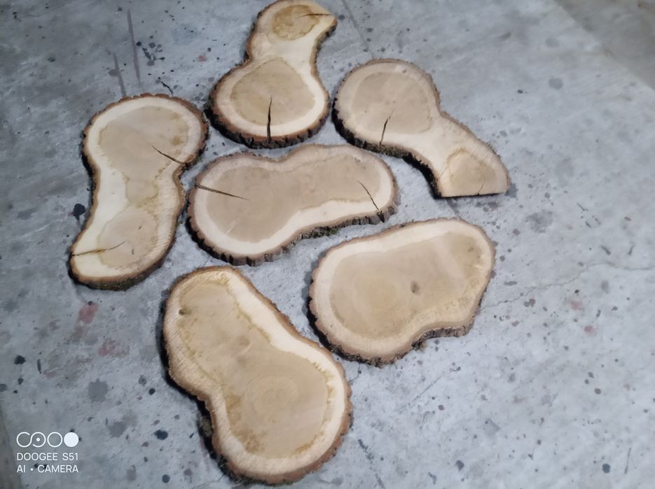 Krążki plastry drewna