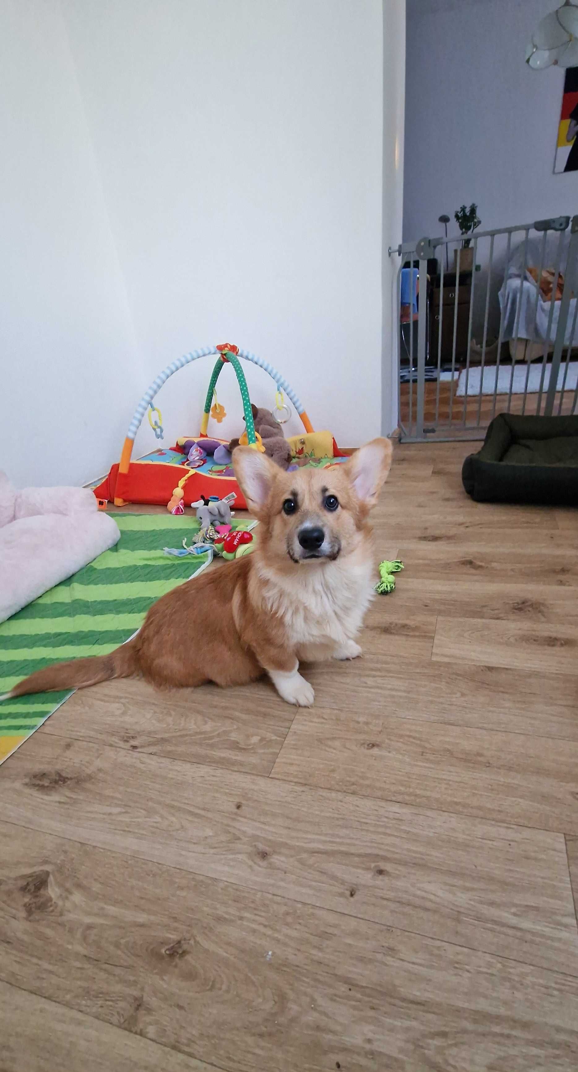 Welsh Corgi Pembroke,  piesek z długim ogonkiem