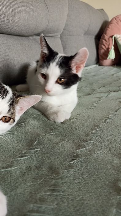 Kocurki szukają domu