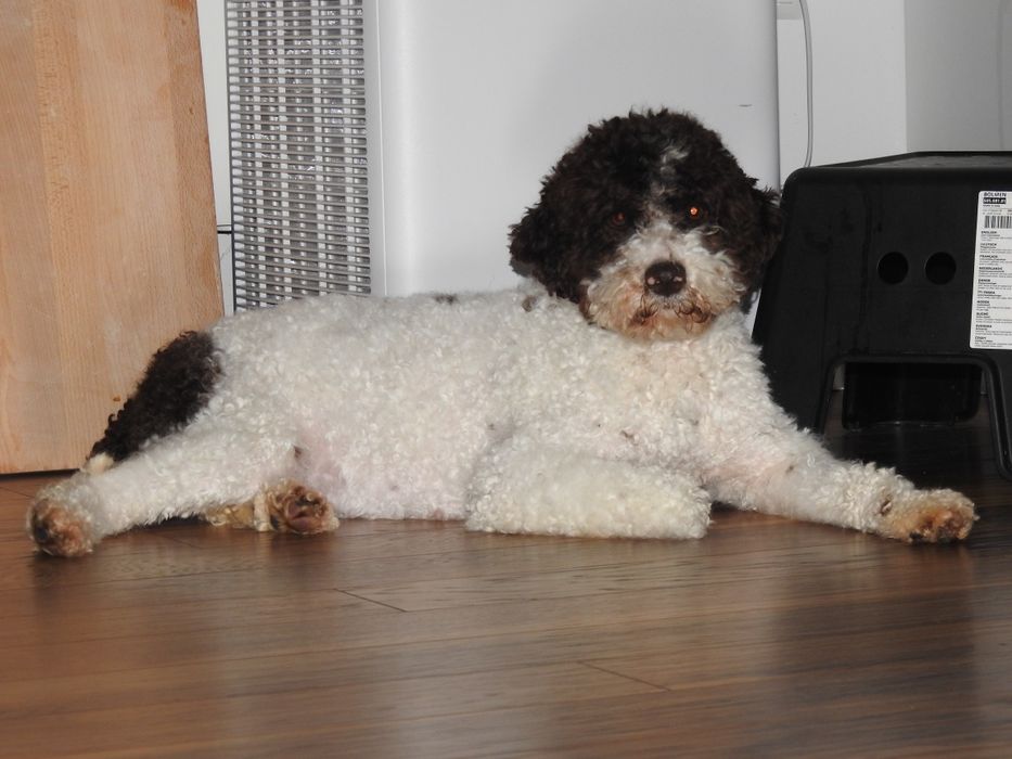 Lagotto romagnolo suczka ZKwP FCI biało brązowa