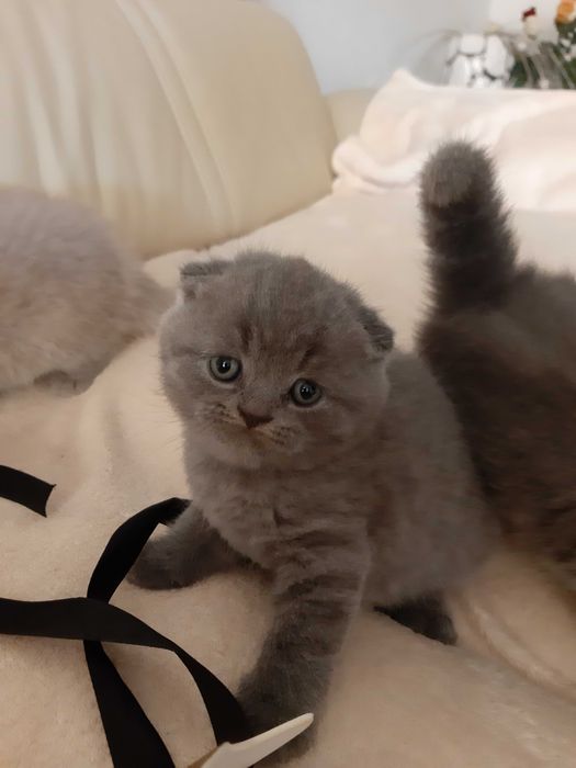 Кошенятка  висловухі