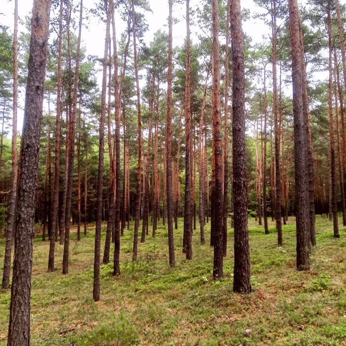 Sprzedam las 70, 50, 30 lat