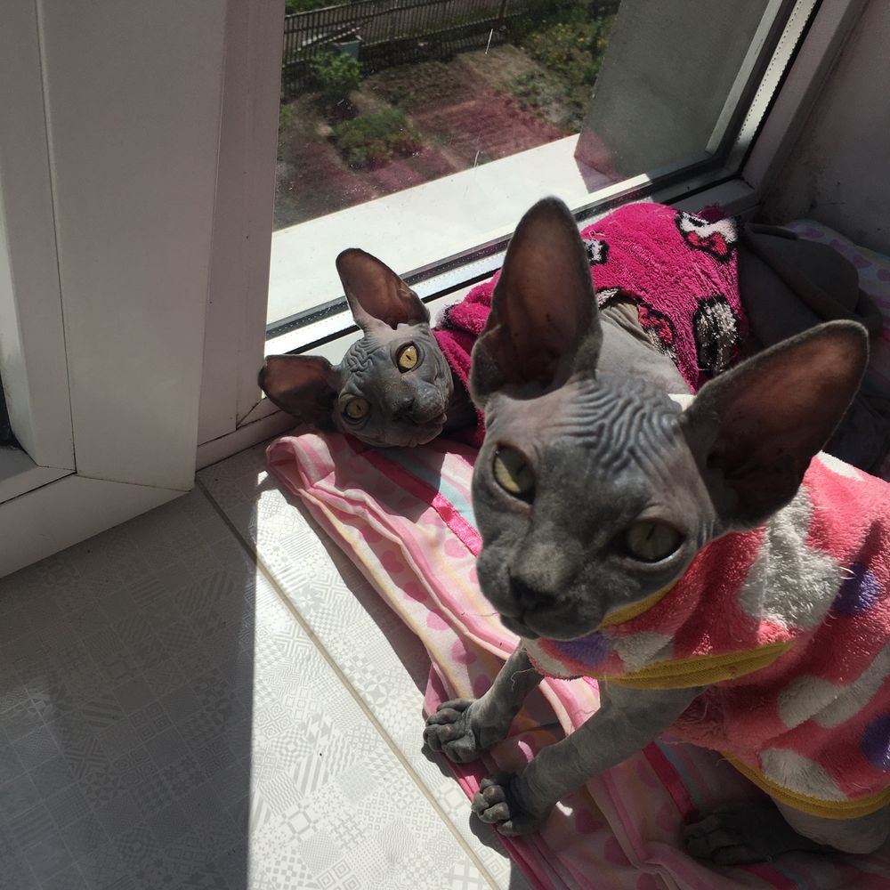 Canadian sphynx, naked cat, канадский сфинкс
