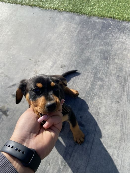 Oddam pieski, mają dwa miesiące