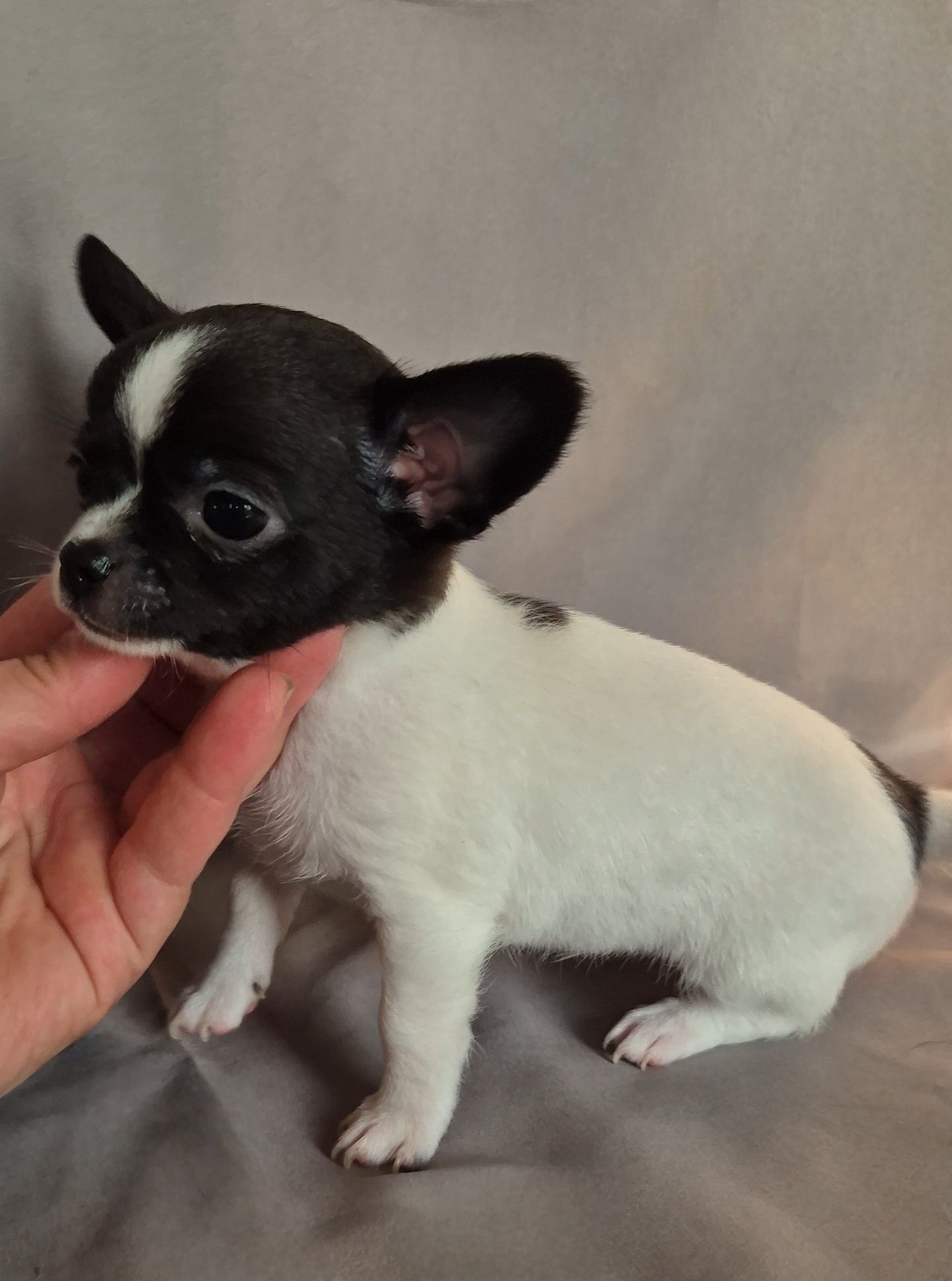 ***Gotowy do odbioru ***  Mini piesek chihuahua biało czarny
