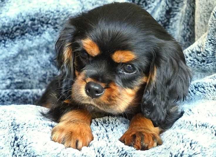 Cavalier King Charles Spaniel - ZKwP FCI - SUCZKA