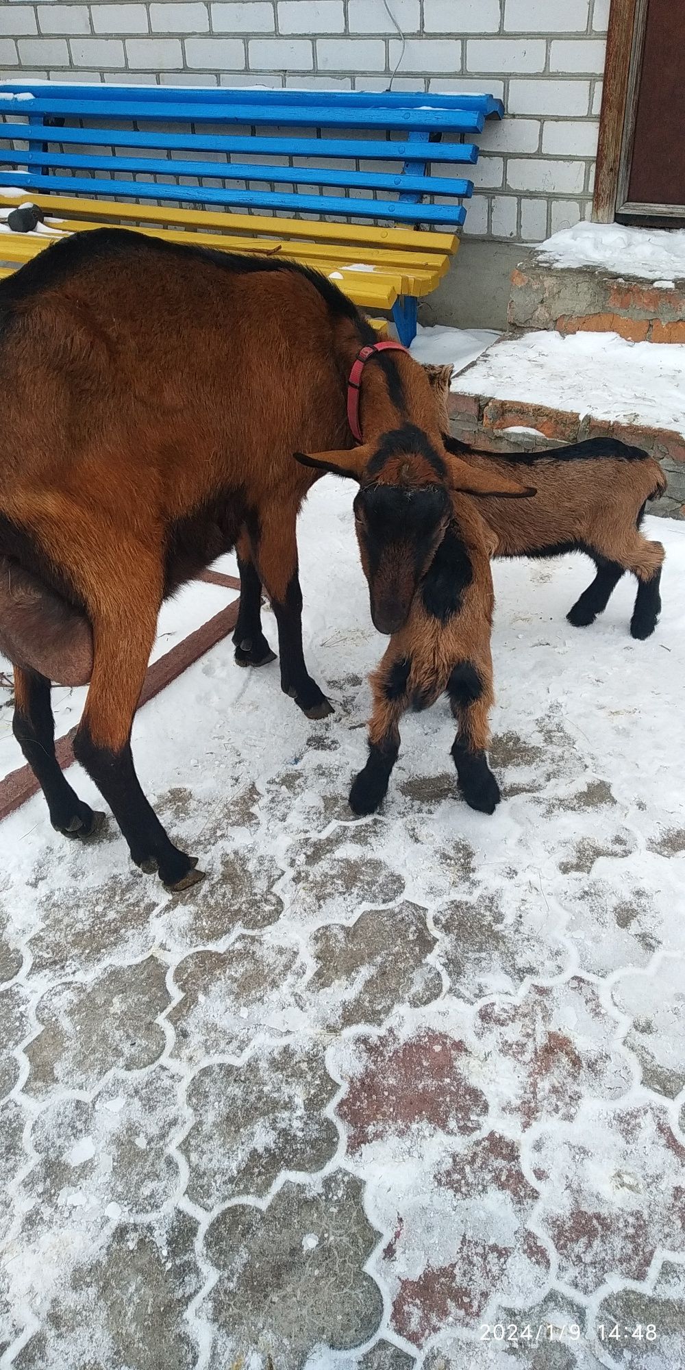 Дійна коза. Альпійка.