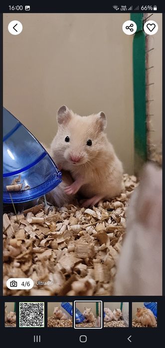 Персиковые хомячки блестящие атласные королевские пушистые джунгарские