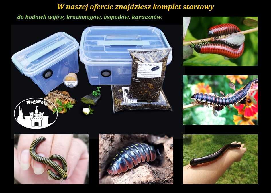 Suszone liście do hodowli Wije Karaczany Stonogi Skoczogonki Ekipa