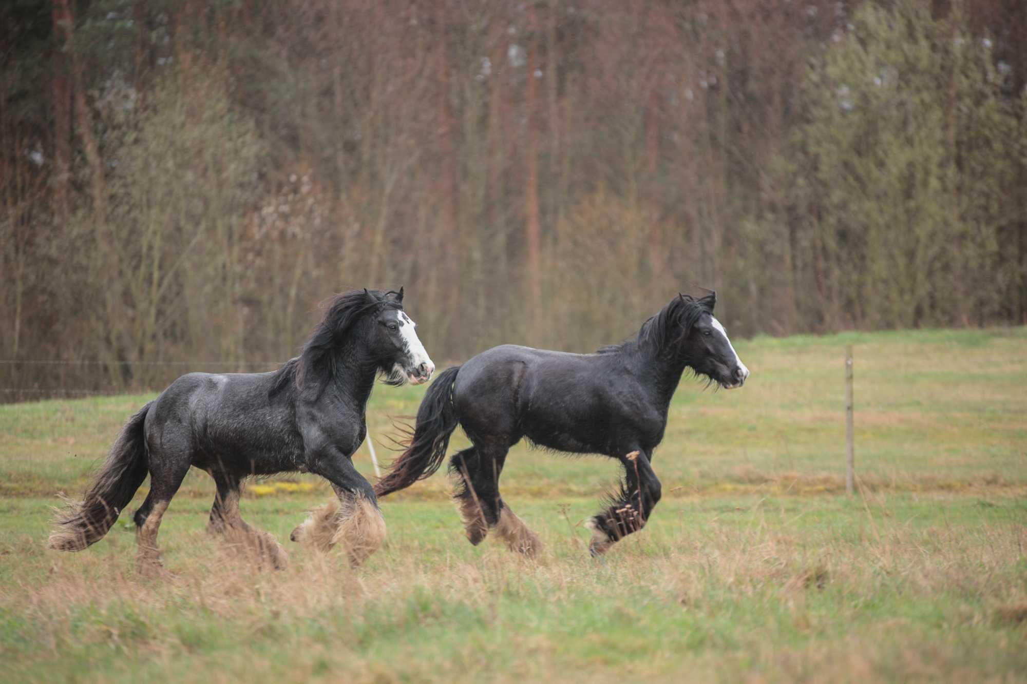 Gypsy cob urocza klacz