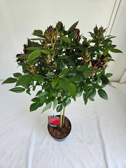 Róża szczepiona czerwona na pniu – Rosa 'Rubra'