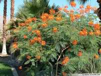 venda pequeno flamboyant