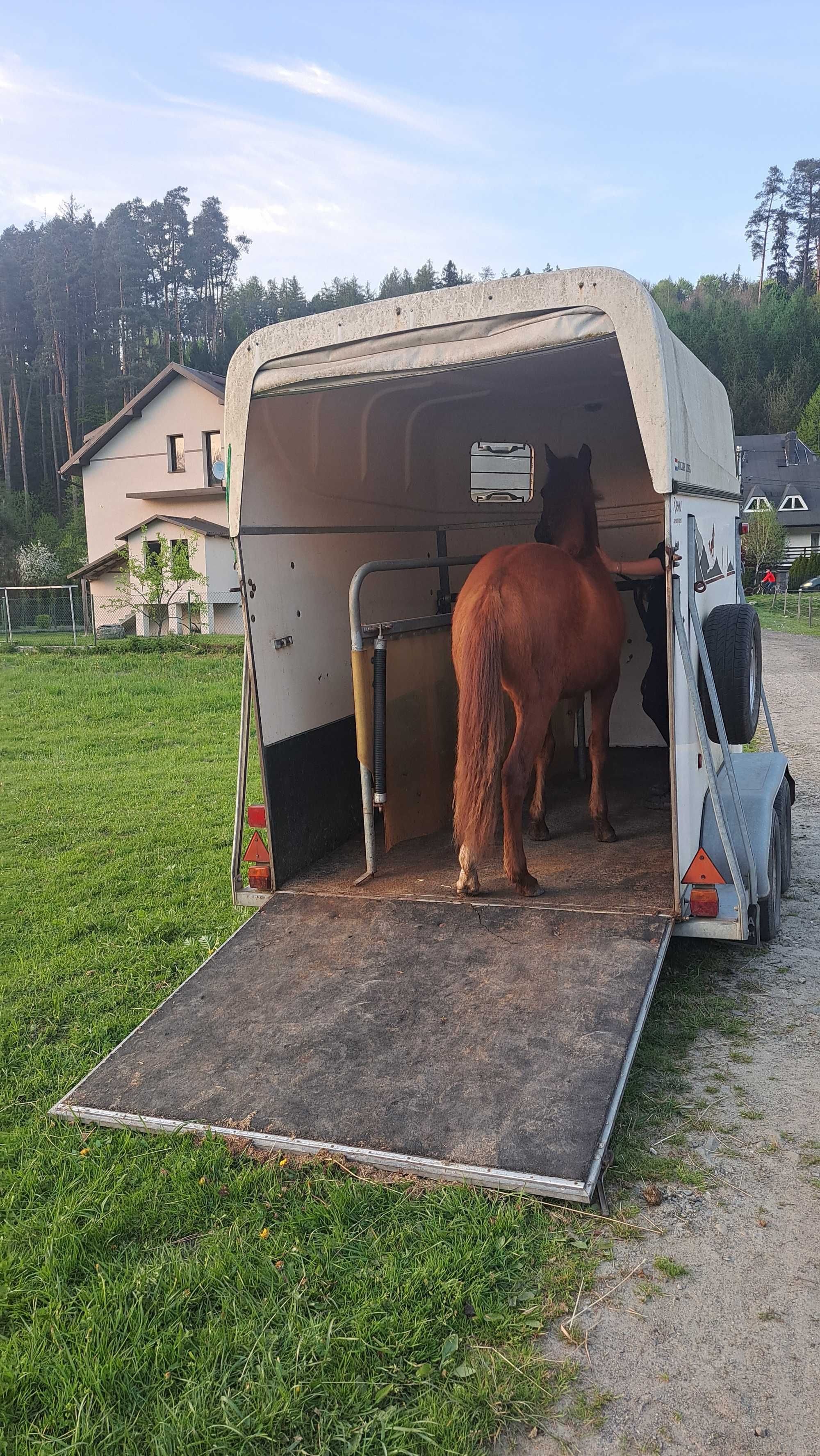 Koń, źrebak , American paint horse